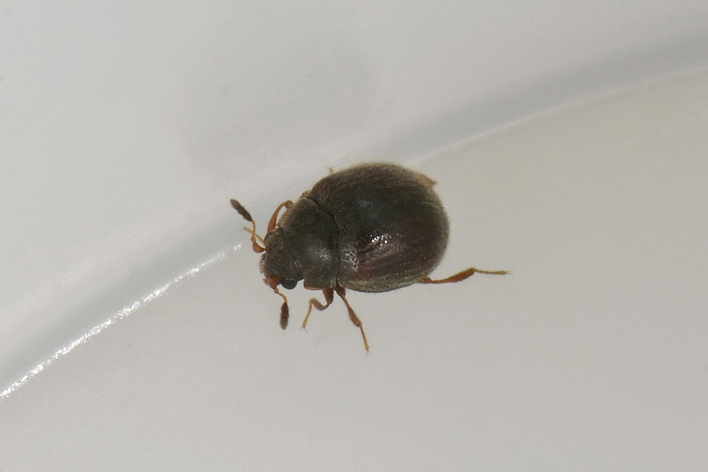 Aspidiphorus orbiculatus - Sphindidae